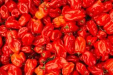 Närbild av många glänsande röda och orangea chilifrukter